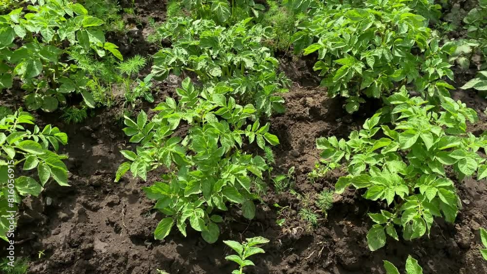 Potato plants in white bloom. Green flowering potato bushes planted in rows on a farm field. Potato growing, crop. agriculture. summer sunny day. Potato plants in white bloom. Green flowering potato bushes planted in rows on a farm field. Potato growing, crop. agriculture. summer sunny day.