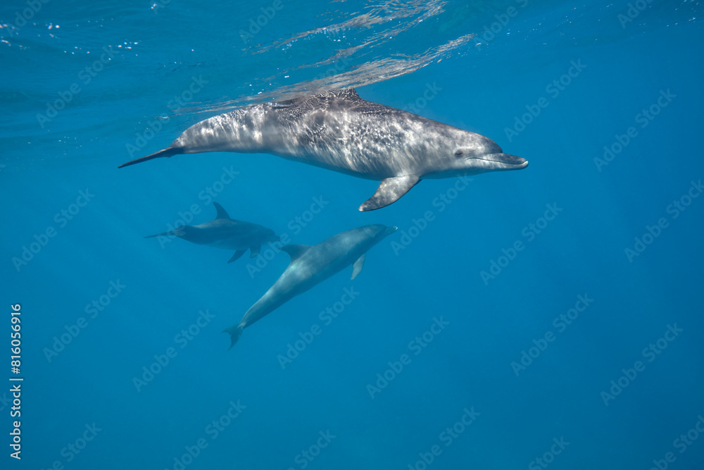 Fototapeta premium Common bottlenose dolphin tursiops truncatus underwater