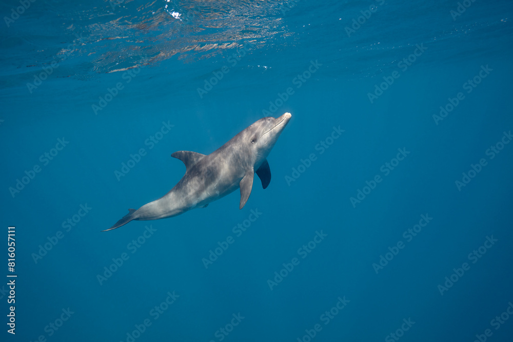 Fototapeta premium Common bottlenose dolphin tursiops truncatus underwater