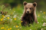 Cute brown bear cub sits among blossoming wildflowers, capturing nature's innocence