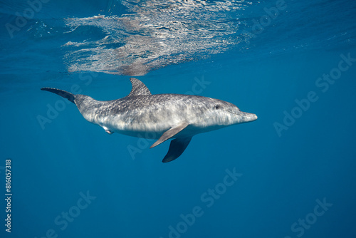 Common bottlenose dolphin tursiops truncatus underwater