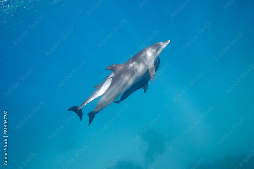 Fototapeta premium Common bottlenose dolphin tursiops truncatus underwater