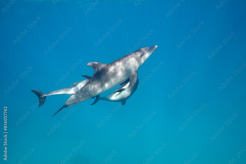 Naklejka premium Common bottlenose dolphin tursiops truncatus underwater