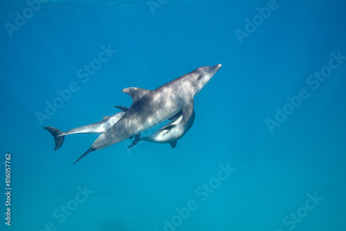 Common bottlenose dolphin tursiops truncatus underwater