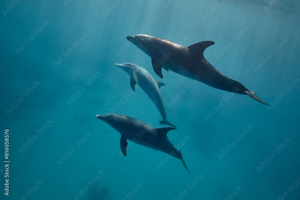 Obraz premium Common bottlenose dolphin tursiops truncatus underwater