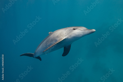 Common bottlenose dolphin tursiops truncatus underwater