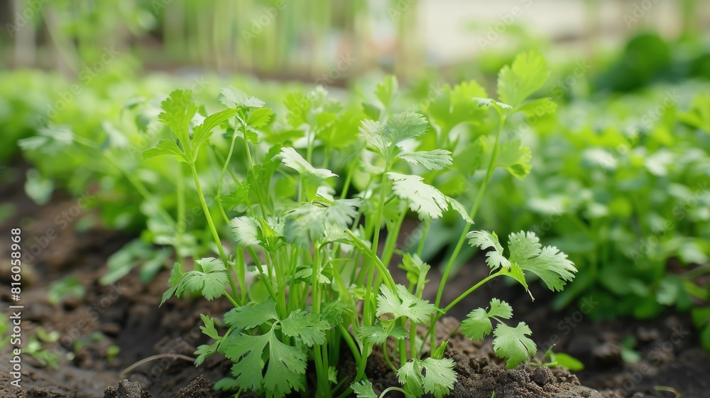 Growing Cilantro in the Vegetable Garden Growing Cilantro in the Vegetable Garden