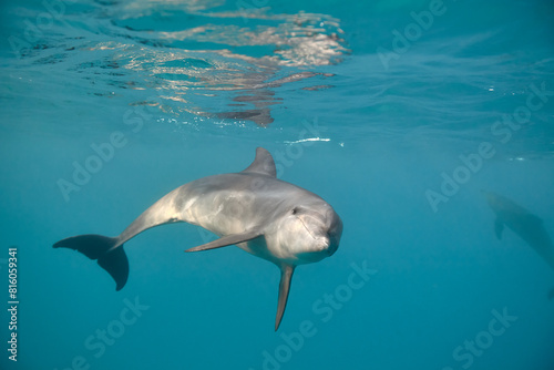 Common bottlenose dolphin tursiops truncatus underwater