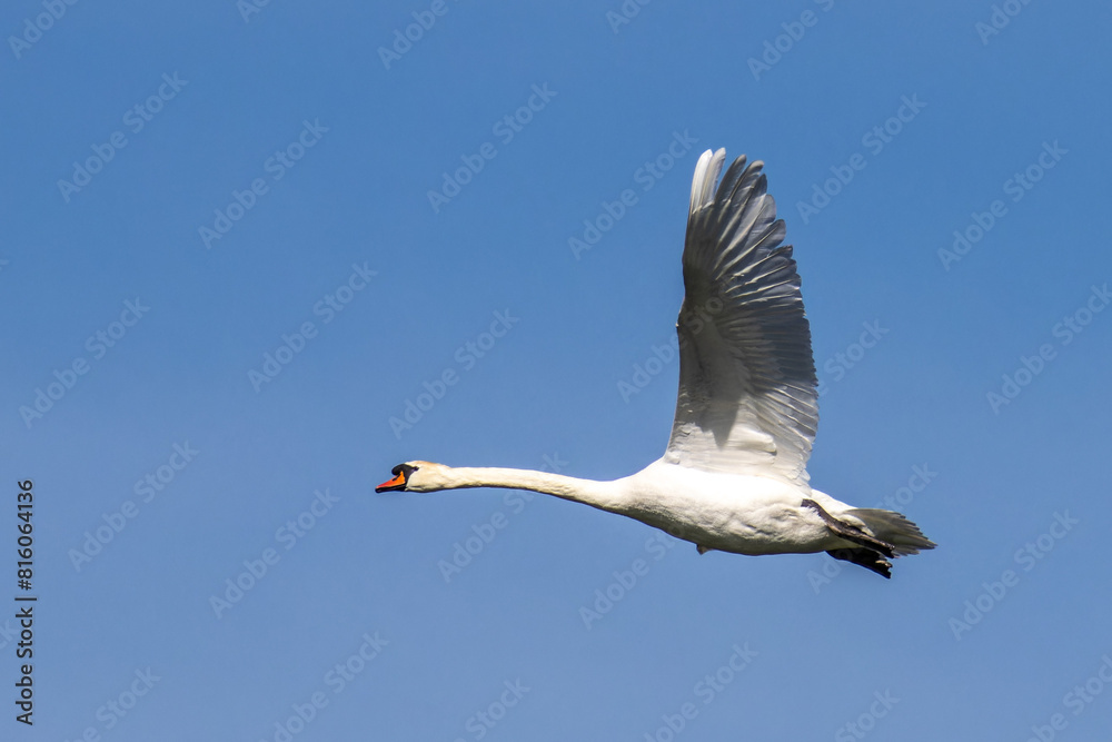 Obraz premium Mute swan, Cygnus olor flying over a lake in the English Garden in Munich, Germany