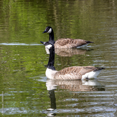 The Canada Goose, Branta canadensis at a Lake near Munich in Germany