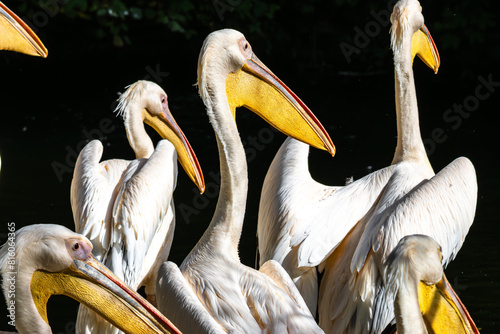 Great White Pelican, Pelecanus onocrotalus in a park photo