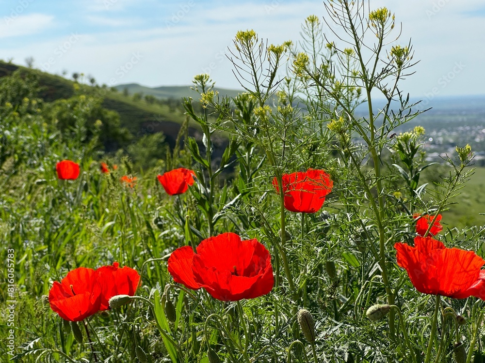 Obraz premium Red poppy flowers in a meadow against a background of blue sky and white clouds. Summer landscape with red poppies. Kyrgyzstan.