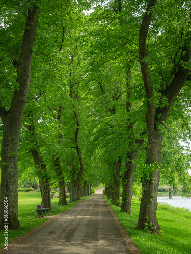 Avenue of Trees in Spring 
