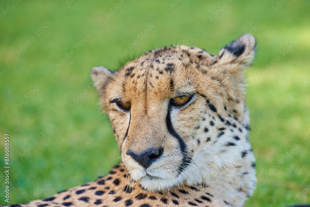 Cheetah, wildlife and grass field with animal in natural habitat or resting with spotted pattern in nature. Outdoor predator, wild cat or big five hunter on open land in wilderness, forest or jungle Cheetah, wildlife and grass field with animal in natural habitat or resting with spotted pattern in nature. Outdoor predator, wild cat or big five hunter on open land in wilderness, forest or jungle