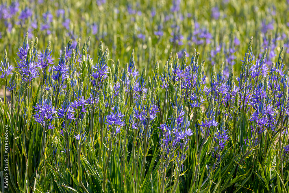 Naklejka premium Selective focus of blue violet flowers Camassia leichtlinii in the garden, The great camas or large camas is a species of flowering plant in the family Asparagaceae, Nature floral background.