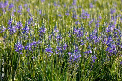 Selective focus of blue violet flowers Camassia leichtlinii in the garden, The great camas or large camas is a species of flowering plant in the family Asparagaceae, Nature floral background. photo