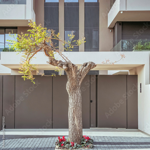 A modern design house front entrace with an iron door, a tree and red flowers by the sidewalk. Travel to Athens, Greece. photo
