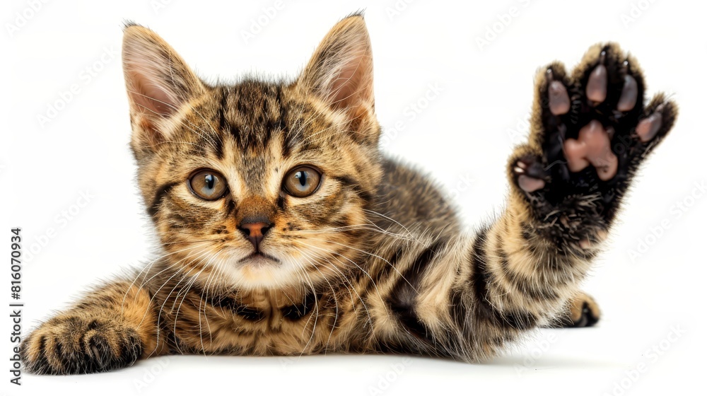 A tight shot of a cat lying on the floor, paws uplifted, one paw extended towards the camera A tight shot of a cat lying on the floor, paws uplifted, one paw extended towards the camera