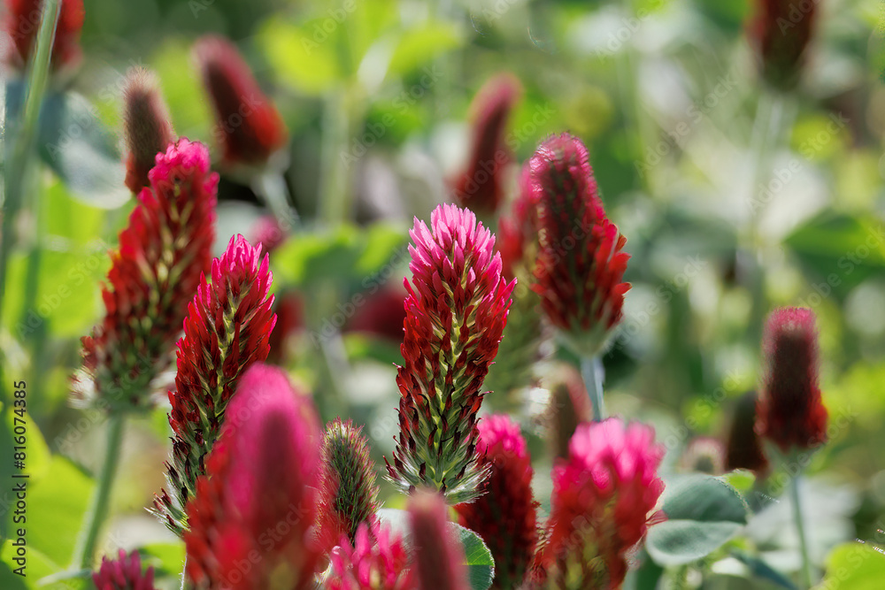 Red flowering incarnate clover in a field near Prittriching in Bavaria as bee pasture Red flowering incarnate clover in a field near Prittriching in Bavaria as bee pasture