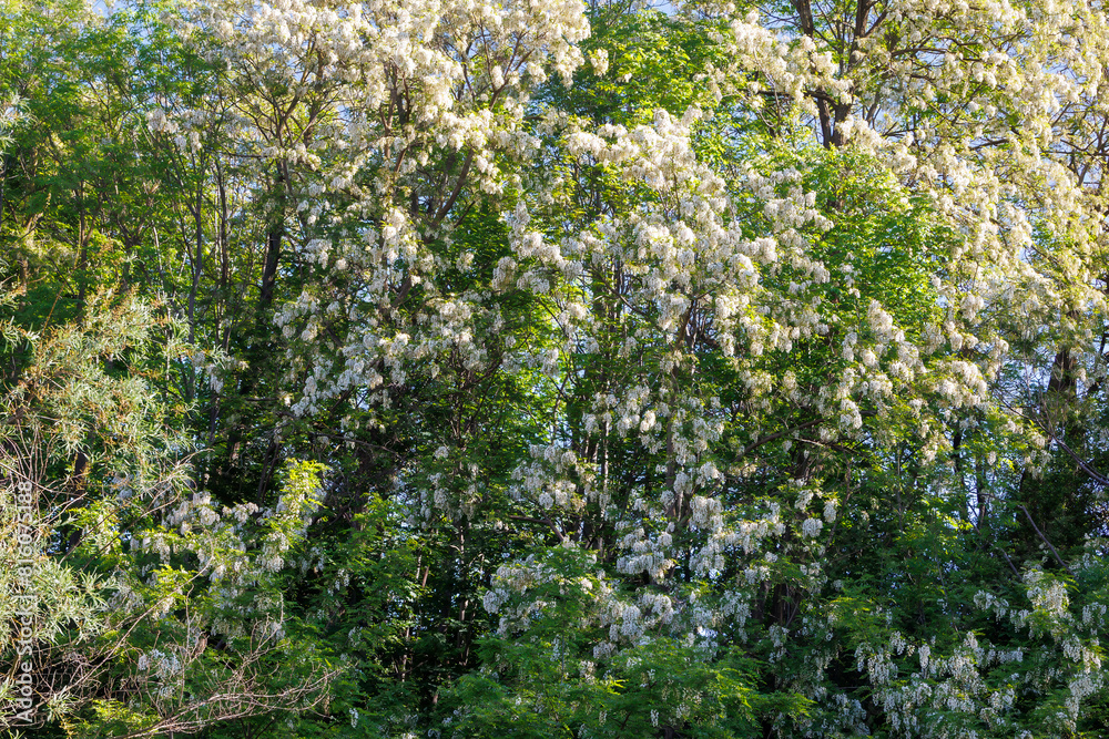 Acacia trees in white blossom in spring Acacia trees in white blossom in spring