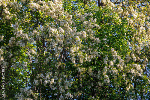 Acacia trees in white blossom in spring photo