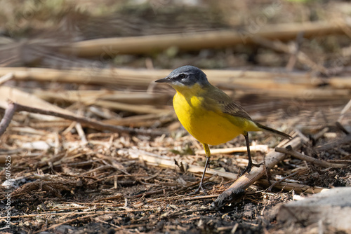 A Western Yellow Wagtail on the Ground