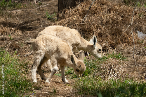 Twin Baby Ibexes Grazing in the Sunlight