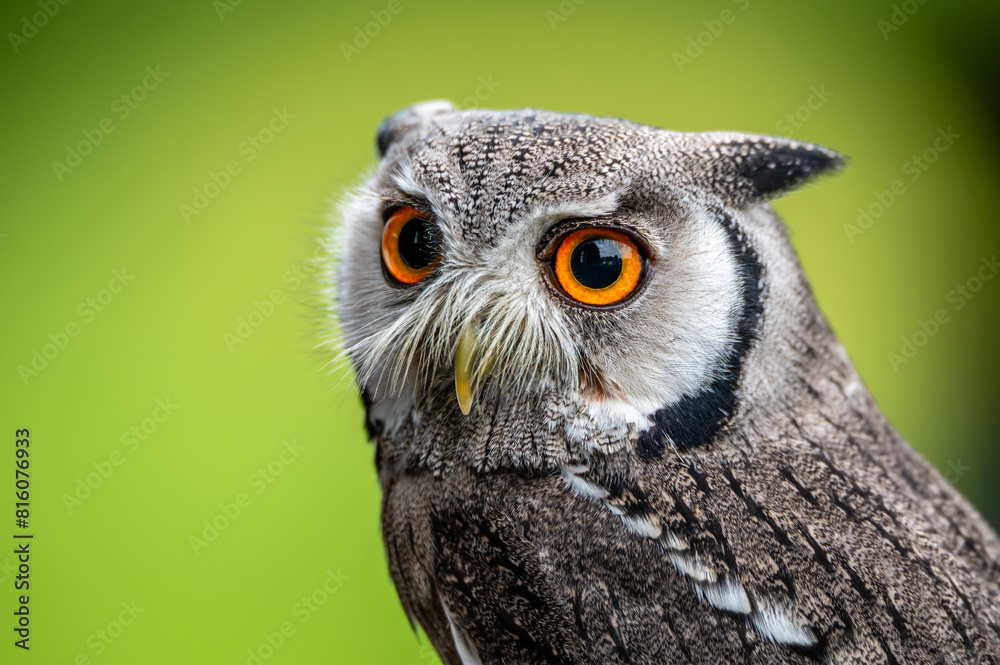 Naklejka premium White Faced Scops Owl