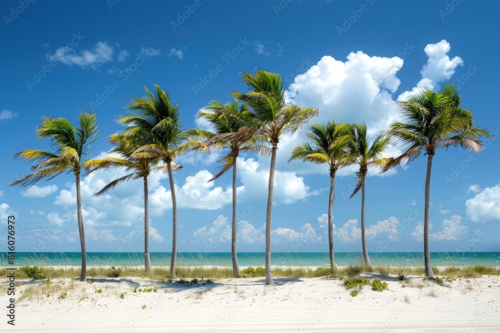 a group of palm trees swaying in the wind on white sand beach with blue sky and clouds in background. miami, florida