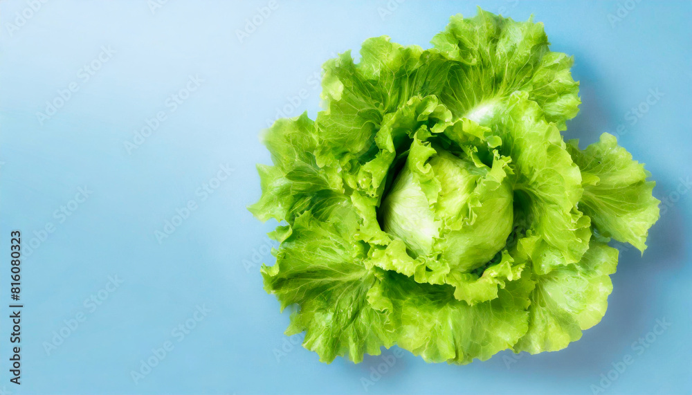 fresh green lettuce fresh green lettuce