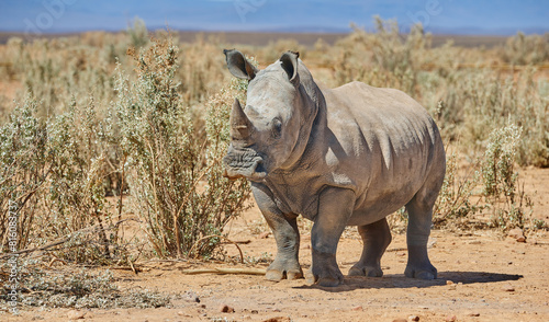 Rhino  walking and safari in natural habitat in African national park  wildlife and environment in outdoor nature . White rhinoceros  herbivore animal and targeted by poachers for indigenous horns.