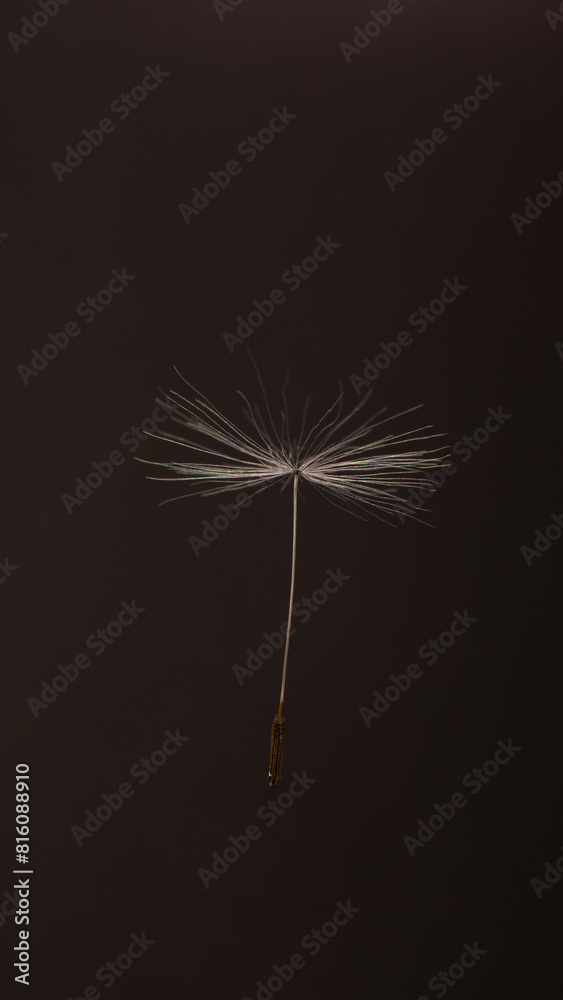 Fototapeta premium Dandelion seed on brown background