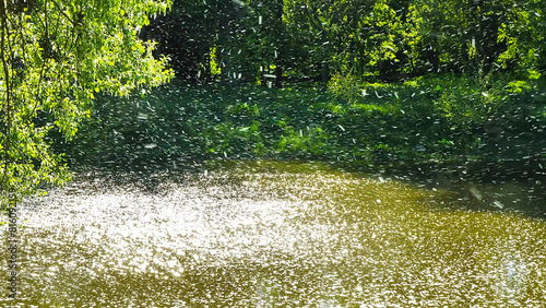 Chaotic movement of poplar fluff in the air over the river.
This movement of poplar fluff resembles a beautiful snowfall. This fluff causes allergies.
