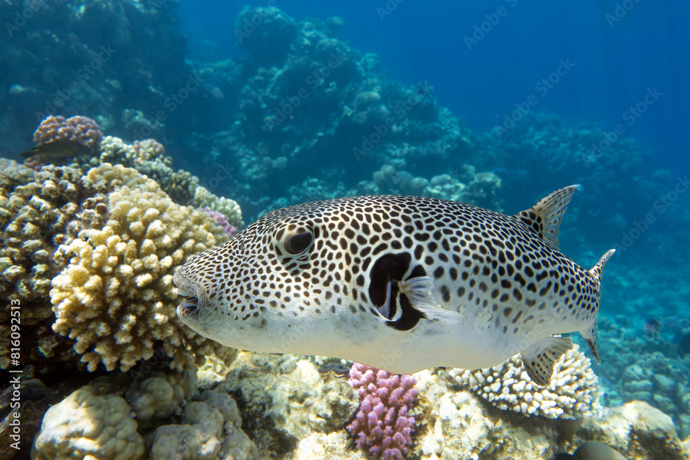 Stellate puffer - Blackspotted pufferfish (Arothron stellatus) Stellate puffer - Blackspotted pufferfish (Arothron stellatus)