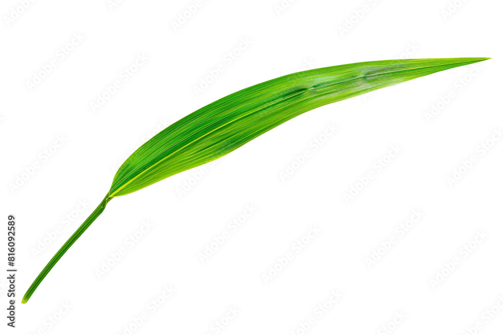 Green leaf with yellow outline on a transparent background Green leaf with yellow outline on a transparent background
