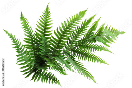 Close-up of a frond of a fern against isolated on transparent background.