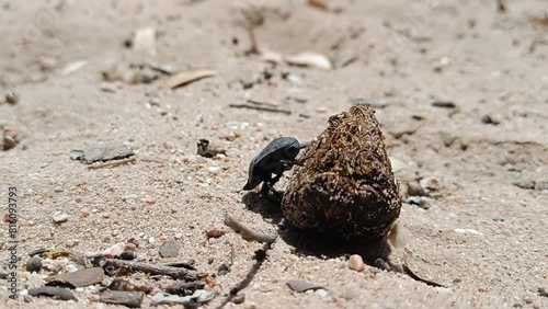 Dung beetle successfully pushing a dung ball in the wild.