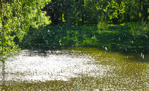 Chaotic movement of poplar fluff in the air over the river.
This movement of poplar fluff resembles a beautiful snowfall. This fluff causes allergies.
