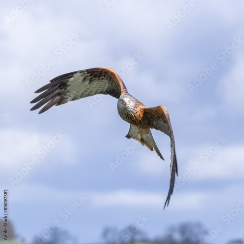 a close up of a red kite, milvus milvus as it is flying. The blue sky forms the background with space for text