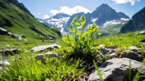 alpine meadow in summer