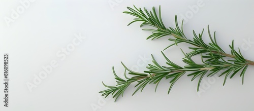 Rosemary Sprig on Plain White Background with High Clarity and Clean Botanical