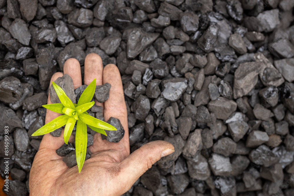 hands of a miner planting a green plant on a coal heap, Net Zero action, carbon free, climate goal, Energy industry, Reducing carbon emissions, commitment to limit climate change and global warming