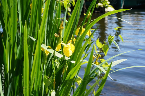 Gelbe Schwertlilien im Frühling am Wasser