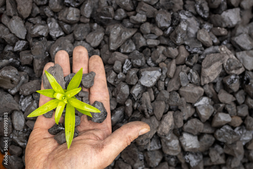 Obraz na płótnie hands of a miner planting a green plant on a coal heap, Net Zero action, carbon free, climate goal, Energy industry, Reducing carbon emissions, commitment to limit climate change and global warming w salonie