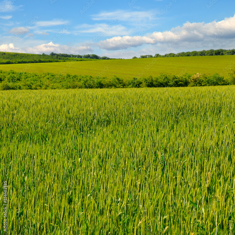 Fototapeta premium Green wheat field and cloudy sky.