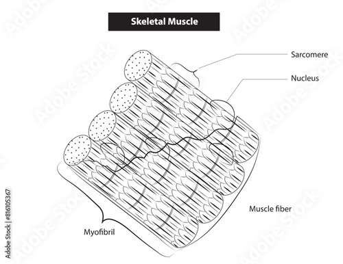 Skeletal muscle tissue  photo