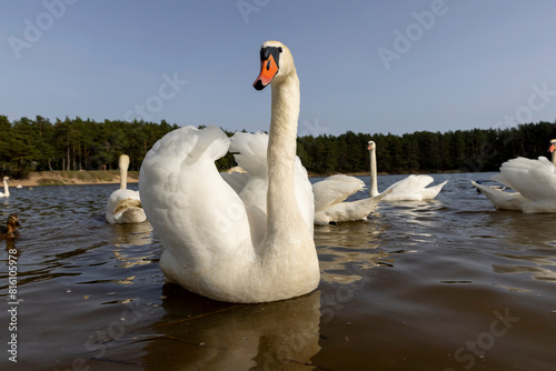 Fototapeta Naklejka Na Ścianę i Meble -  white swans floating on the water