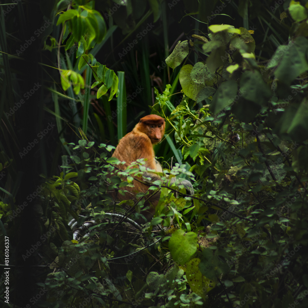Obraz premium Proboscis monkey