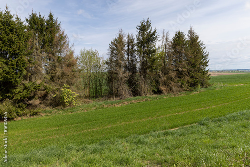 green wheat grass in the spring in the field © rsooll