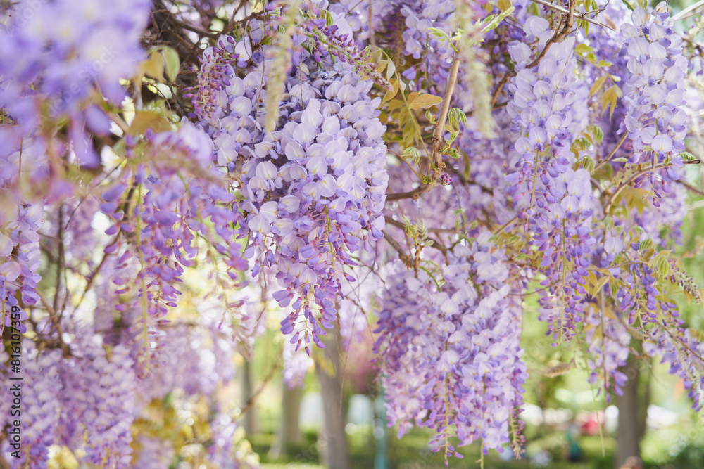Wisteria blooms with its lilac flowers in the spring in a garden Wisteria blooms with its lilac flowers in the spring in a garden